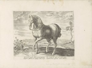 Cheval de Gelre (série: Races de chevaux des écuries royales de Don Juan d
