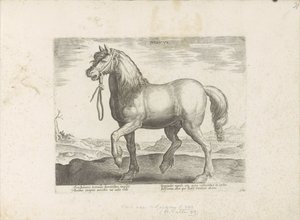 Cheval de Juliers - Anonymous