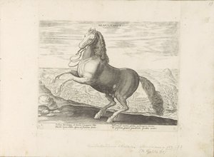 Cheval de Naples - Anonymous