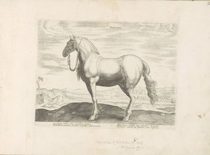 Cheval du nord de l