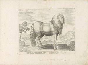 Cheval de Roumanie (Dacus) - Anonymous