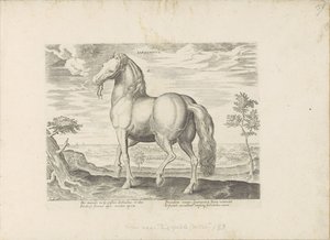 Cheval de Sardaigne - Anonymous