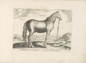 Cheval de Thessalie - Anonymous