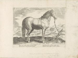 Cheval de Turquie - Anonymous