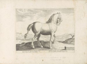 Cheval de Flandre (série: Races de chevaux des écuries royales de Don Juan d
