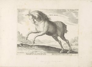 Cheval de la race Equus Regius (le Royal) - Anonymous