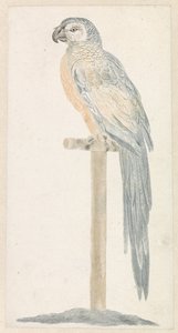 Perroquet sur un perchoir - Anonymous