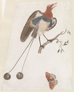 Oiseau de paradis et papillon