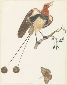 Oiseau de paradis et papillon