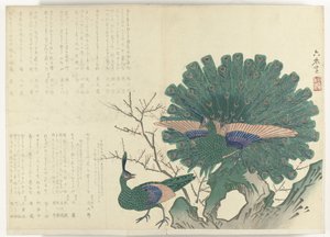 Paons (Album Shijo-surimono de la période 1840-1900)