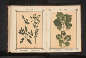 Menthe poivrée et anis