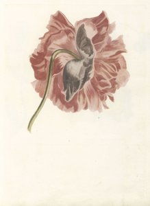 Pivoine - Anonymous