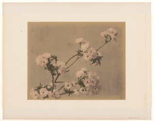 Pivoines - Anonymous
