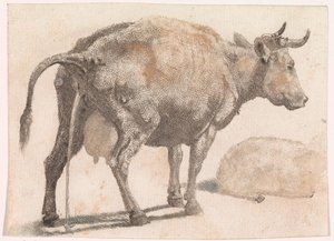 Vache urinant - Anonymous