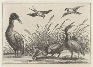 Hérons et hirondelles