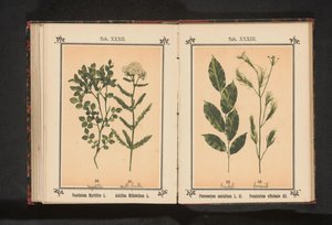 Bois de santal rouge et fenouil