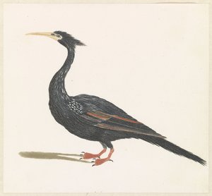 Anhinga - Anonymous