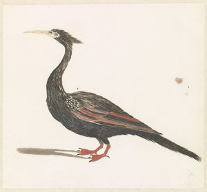 Anhinga - Anonymous