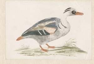 Canard debout avec poitrine blanche vers la droite