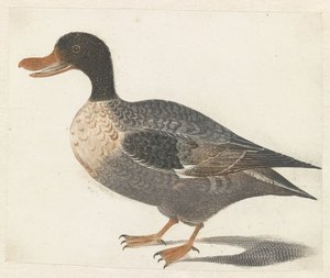 Canard debout vers la gauche