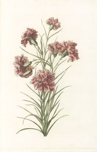Tige avec six œillets - Anonymous