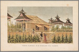 Plantation de tabac des colonies néerlandaises à l