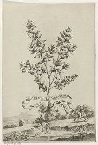 Branche de Myrtus Tarentina