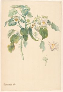 Branche de griffes de chat blanches avec détails du pistil et de la fleur - Anonymous