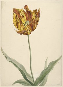 Tulipe