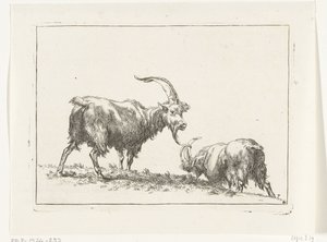 Chèvres et moutons d