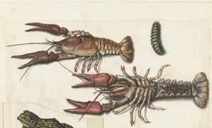 Deux langoustines et une chenille - Anonymous
