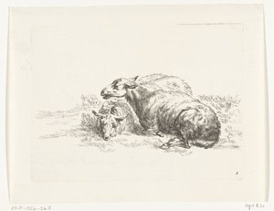 Deux moutons couchés - Anonymous