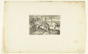 Deux autruches de part et d