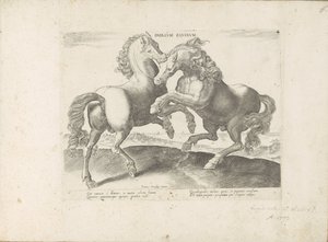 Deux chevaux se battant - Anonymous