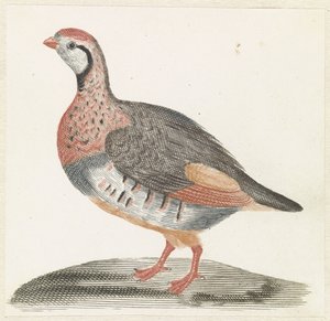 Perdrix