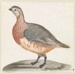 Perdrix
