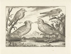 Quatre oiseaux - Anonymous