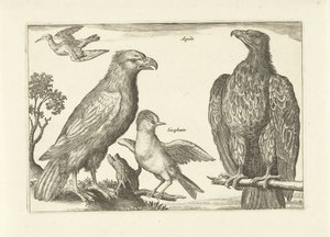 Vier vogels