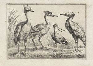 Quatre échassiers (Verschillende vogels)