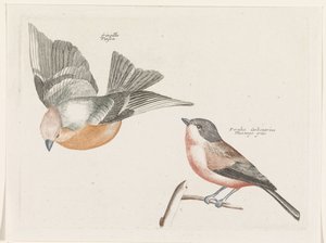 Pinson et mésange à flancs gris - Anonymous
