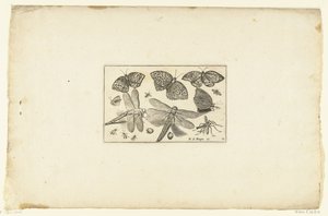 Papillons et libellules - Anonymous