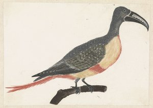 Oiseau avec un long bec courbé sur une branche vers la droite