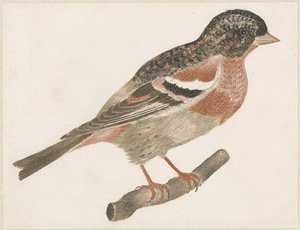 Oiseau sur une branche vers la droite, peut-être un bouvreuil