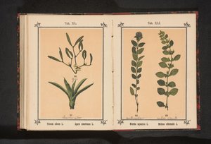 Menthe aquatique et mélisse