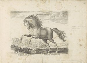 Cheval sauvage - Anonymous