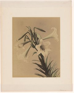 Lys blancs