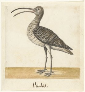 Courlis (Vecadas) (Lombard album) - Anonymous