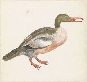 Harle bièvre vers la droite