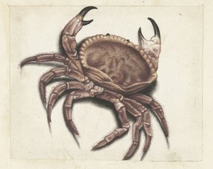 Crabe de mer - Anonymous