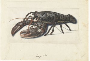 Homard (Lombard album)